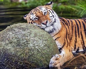 Превью обои тигр, животное, хищник, шар, вода, отдых, взгляд
