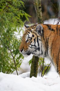 Превью обои тигр, животное, хищник, большая кошка, снег, дикая природа