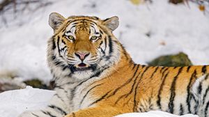 Превью обои тигр, животное, хищник, большая кошка, дикая природа, снег