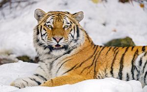 Превью обои тигр, животное, хищник, большая кошка, дикая природа, снег