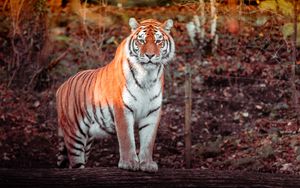 Превью обои тигр, животное, хищник, большая кошка