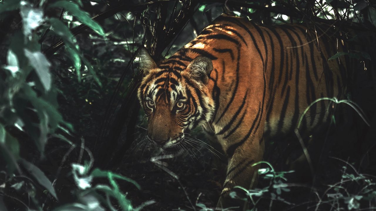 Обои тигр, животное, хищник, большая кошка, кусты, дикая природа