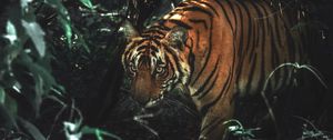 Превью обои тигр, животное, хищник, большая кошка, кусты, дикая природа