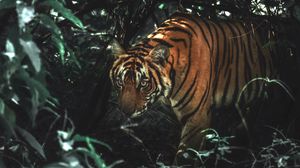 Превью обои тигр, животное, хищник, большая кошка, кусты, дикая природа