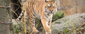 Превью обои тигр, животное, хищник, большая кошка, дикая природа