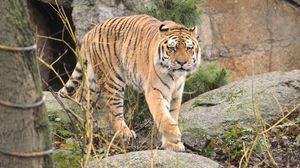 Превью обои тигр, животное, хищник, большая кошка, дикая природа