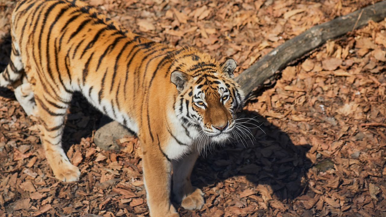 Обои тигр, животное, хищник, коричневый, полосатый