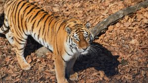 Превью обои тигр, животное, хищник, коричневый, полосатый