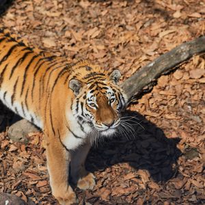 Превью обои тигр, животное, хищник, коричневый, полосатый