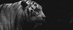 Превью обои тигр, животное, хищник, дикая природа, чб
