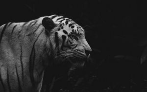 Превью обои тигр, животное, хищник, дикая природа, чб