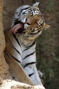 Превью обои тигр, животное, хищник, высунутый язык, большая кошка