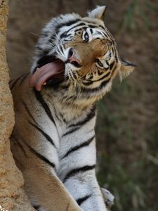 Превью обои тигр, животное, хищник, высунутый язык, большая кошка