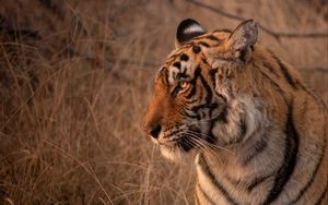 Превью обои тигр, животное, хищник, взгляд, дикая природа