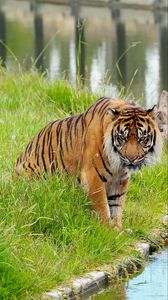 Превью обои тигр, животное, хищник, большая кошка, дикий