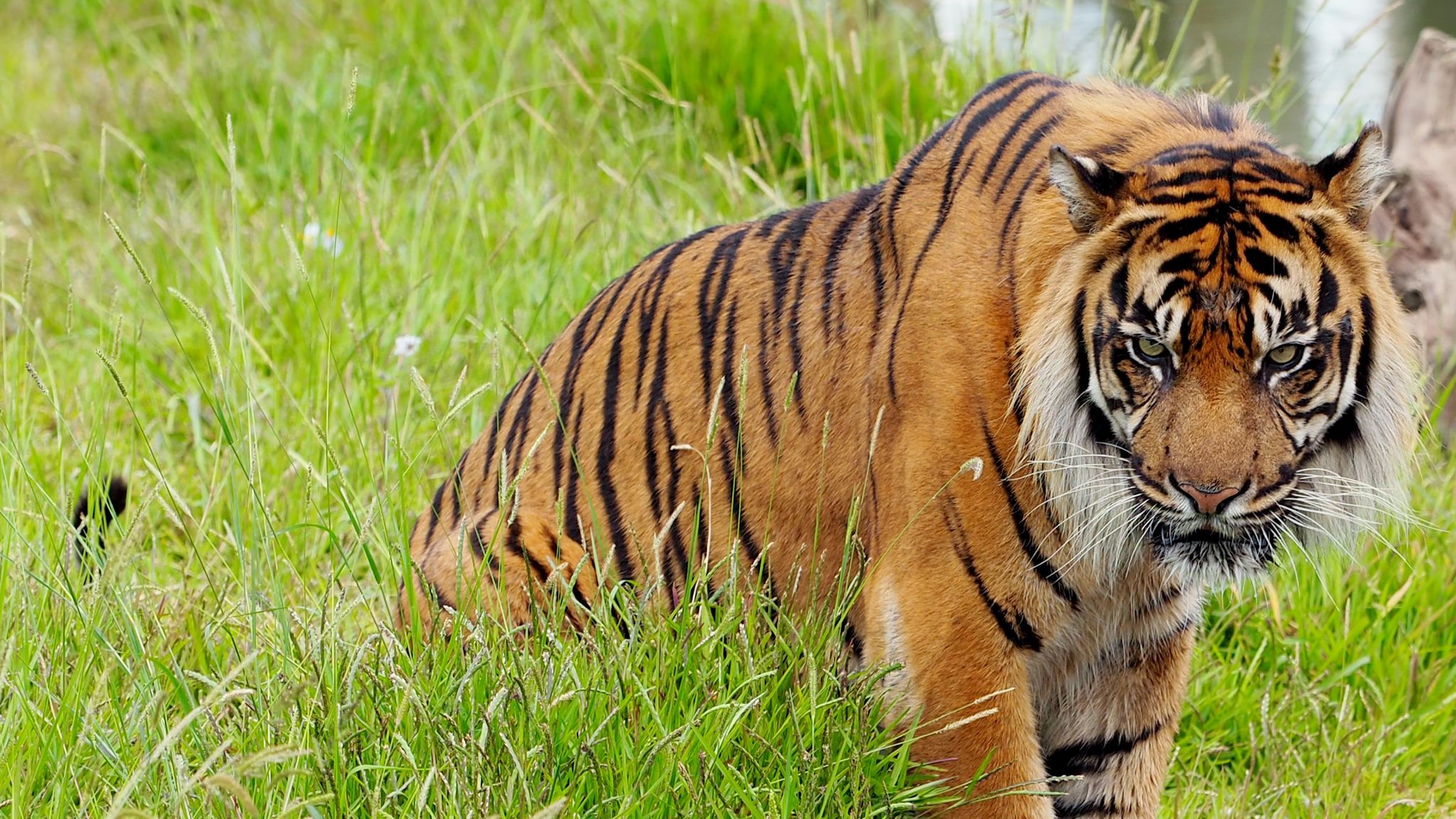 Враги амурского тигра. Хищные животные фото на заставку. Значение животного тигр. Тигр в разных позах фото. Значение животного тигр.