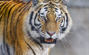 Превью обои тигр, животное, хищник, взгляд, большая кошка, дикая природа