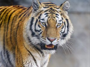 Превью обои тигр, животное, хищник, взгляд, большая кошка, дикая природа