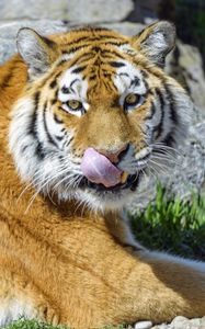 Превью обои тигр, животное, хищник, высунутый язык