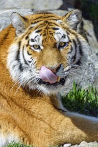 Превью обои тигр, животное, хищник, высунутый язык