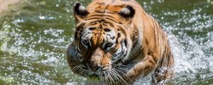 Превью обои тигр, животное, хищник, вода, большая кошка