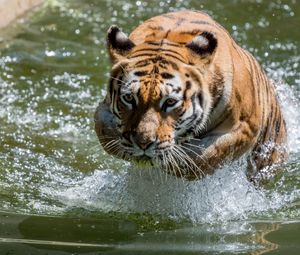 Превью обои тигр, животное, хищник, вода, большая кошка