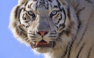Превью обои тигр, животное, хищник, белый