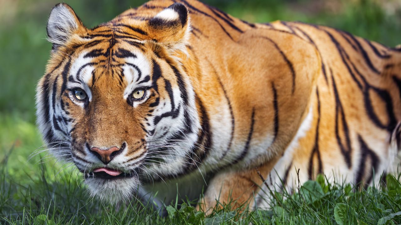 Обои тигр, животное, полосатый, хищник, большая кошка