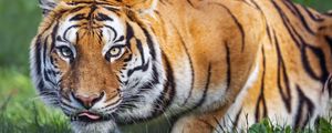 Превью обои тигр, животное, полосатый, хищник, большая кошка