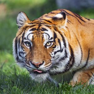 Превью обои тигр, животное, полосатый, хищник, большая кошка