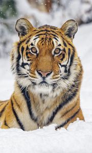 Превью обои тигр, животное, полосы, снег, зима, большая кошка