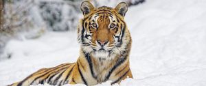 Превью обои тигр, животное, полосы, снег, зима, большая кошка
