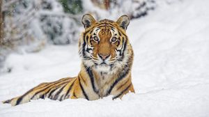 Превью обои тигр, животное, полосы, снег, зима, большая кошка