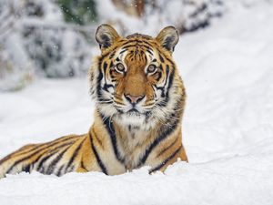 Превью обои тигр, животное, полосы, снег, зима, большая кошка