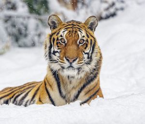 Превью обои тигр, животное, полосы, снег, зима, большая кошка