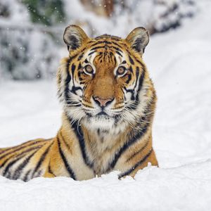 Превью обои тигр, животное, полосы, снег, зима, большая кошка