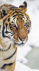 Превью обои тигр, животное, полосы, взгляд, хищник