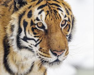Превью обои тигр, животное, полосы, взгляд, хищник