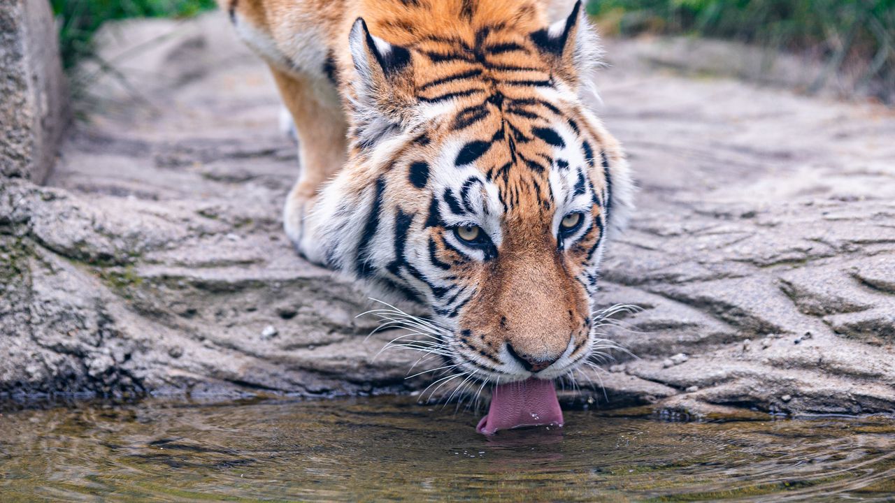 Обои тигр, животное, высунутый язык, большая кошка