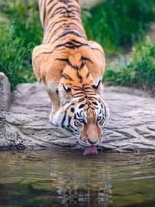 Превью обои тигр, животное, высунутый язык, большая кошка