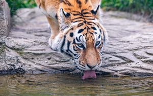 Превью обои тигр, животное, высунутый язык, большая кошка