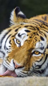 Превью обои тигр, животное, высунутый язык, полосы, большая кошка