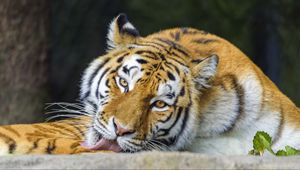 Превью обои тигр, животное, высунутый язык, полосы, большая кошка
