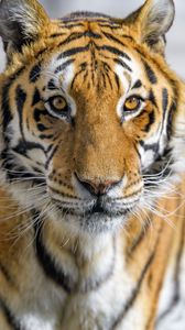 Превью обои тигр, животное, взгляд, хищник