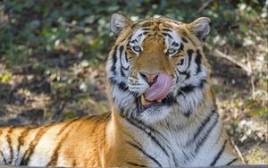 Превью обои тигр, животное, взгляд, высунутый язык, большая кошка