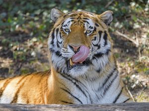 Превью обои тигр, животное, взгляд, высунутый язык, большая кошка