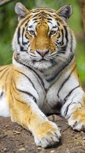 Превью обои тигр, животное, взгляд, хищник, большая кошка