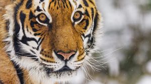 Превью обои тигр, животное, взгляд, хищник, снег, зима