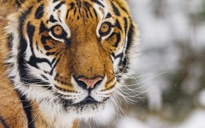 Превью обои тигр, животное, взгляд, хищник, снег, зима