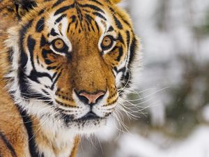 Превью обои тигр, животное, взгляд, хищник, снег, зима